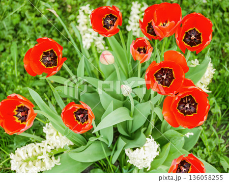 Vibrant red tulips blooming in a lush spring garden with white Hyacinthus. Fresh nature scene, colorful seasonal floral background Vibrant red tulips blooming in a lush spring garden with white Hyacinthus. Fresh nature scene, colorful seasonal floral background 136058255