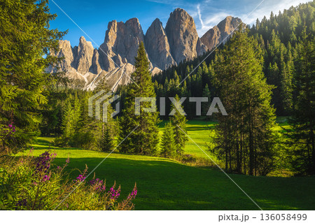 Pink fireweed flowers on the glade in the Dolomites Pink fireweed flowers on the glade in the Dolomites 136058499