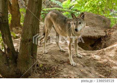 Wolf with a close-up view Wolf with a close-up view 136058519