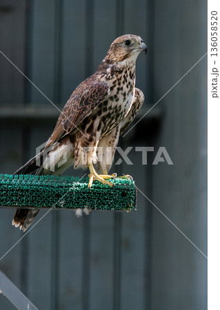 Beautiful falcon Beautiful falcon 136058520
