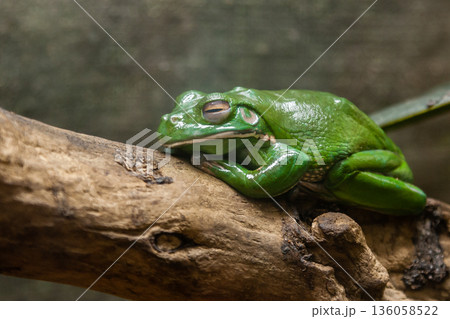 A green toad sits on a branch A green toad sits on a branch 136058522