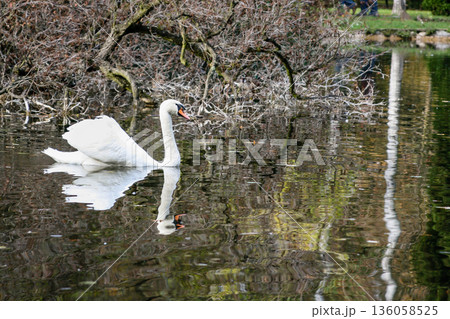 The swan swims along the lake The swan swims along the lake 136058525