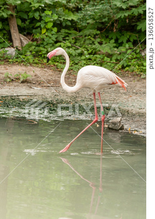 Flamingo on the lake drinking water 136058527