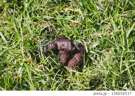 A dog turd lying on green grass A dog turd lying on green grass 136058537
