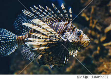 Full-length side profile view of a lionfish swimming in the water in a fish tank at an aquarium 136058585