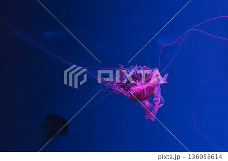 underwater photos of jellyfish chrysaora pacifica jellyfish japanese sea nettle 136058614