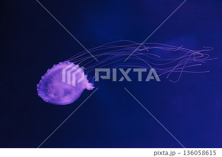 underwater photos of jellyfish chrysaora quinquecirrha jellyfish the atlantic sea nettle 136058615