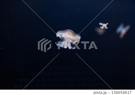 underwater photos of mediterranean jellyfish Cotylorhiza tuberculata 136058617