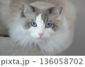 Beautiful Blue Eyed Ragdoll Cat Portrait Indoors 136058702