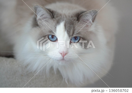 Beautiful Blue Eyed Ragdoll Cat Portrait Indoors 136058702