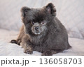 Cute Black Pomeranian Dog Lying on Bed at Home 136058703