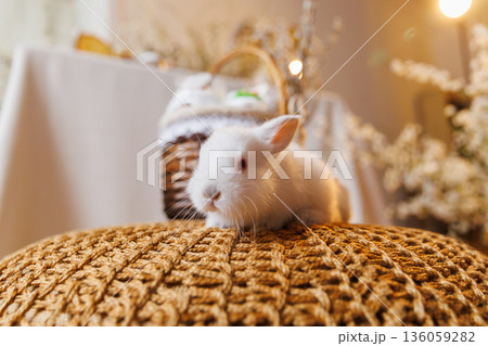 White bunny on woven pouf with Easter basket and spring blossoms, bokeh 136059282