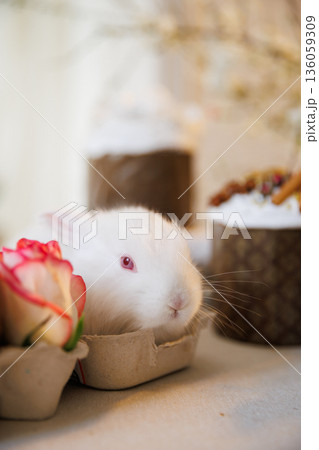 White bunny in egg carton with rose Easter spring still life soft bokeh 136059309