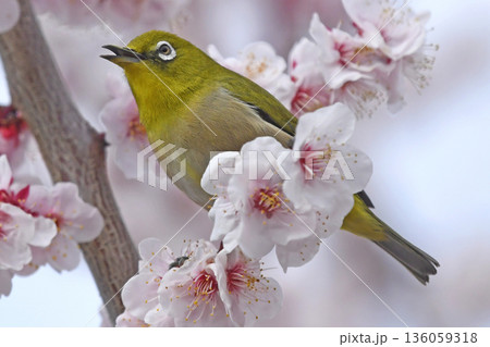 満開の白梅にメジロ  （春イメージ）（ さえずり ） 136059318