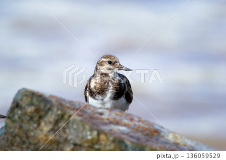 Ruddy turnstone is sitting on a big rock at the sea shore. Ruddy turnstone is sitting on a big rock at the sea shore. 136059529
