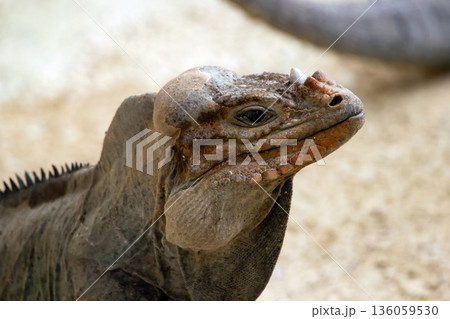 Portrait of Rhinoceros iguana with bright skin and horn on head. Portrait of Rhinoceros iguana with bright skin and horn on head. 136059530