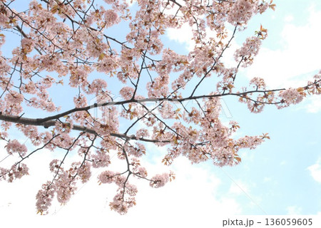 春の桜と青空の風景写真 136059605