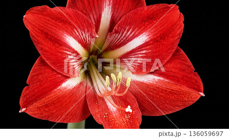 Isolated amaryllis on black background. Spring time 136059697