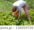 An elderly woman picks strawberries in the garden 136059726
