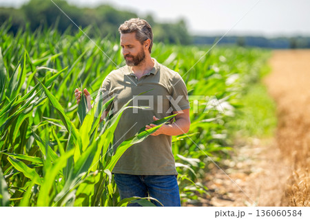 Farmer man in cornfield. Golden crops. Cornfield farmer. Agricultural cornfield harvest season. Farming advertisement. Man harvesting at crop field. Harvest man at field. Faming and agriculture Farmer man in cornfield. Golden crops. Cornfield farmer. Agricultural cornfield harvest season. Farming advertisement. Man harvesting at crop field. Harvest man at field. Faming and agriculture 136060584