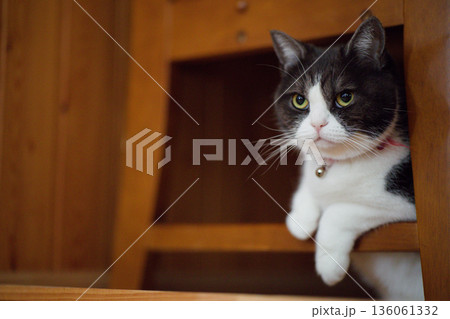 椅子の下の猫 椅子の下の猫 136061332
