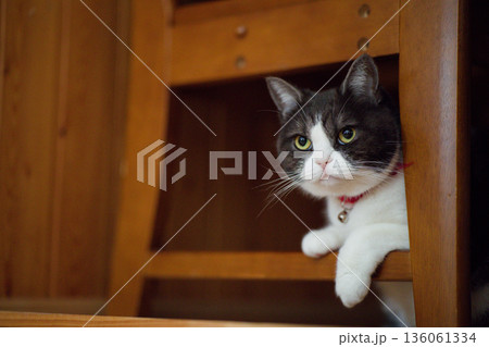 椅子の下の猫 椅子の下の猫 136061334