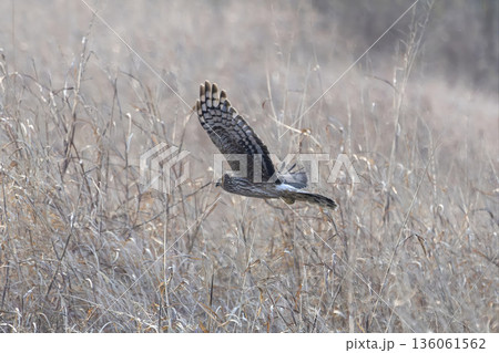 河川敷を飛翔するハイイロチュウヒのメス 136061562
