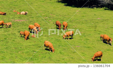 Brown cattle herd grazing green pasture in rural valley 136061704