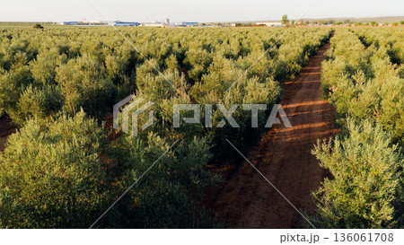 Olive grove plantation in Andalusia, Spain 136061708