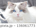 Ragdoll Cat with Blue Eyes Resting Indoors 136061773
