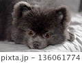 Cute Black Pomeranian Resting on Bed Indoors 136061774