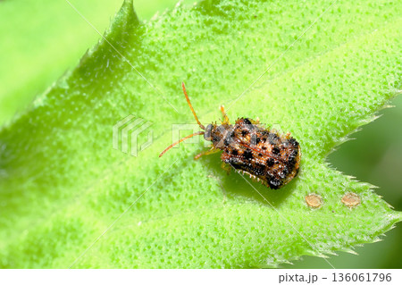 キベリトゲハムシ（キベリトゲトゲ）と産卵痕 136061796