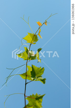 Grapevine twig with young leaves on blue sky 136061966