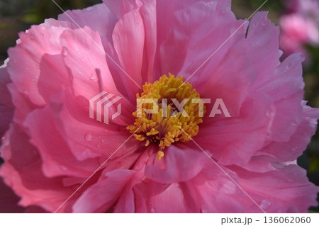 ボタンの花 ボタンの花 136062060