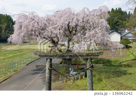 鳥居と桜（大分県竹田市） 136062242