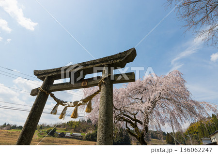 鳥居と桜（大分県竹田市） 136062247
