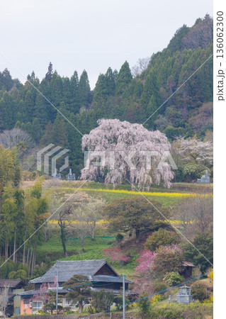 田舎の一本桜(大分県竹田市) 田舎の一本桜(大分県竹田市) 136062300