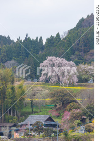 田舎の一本桜(大分県竹田市) 田舎の一本桜(大分県竹田市) 136062301