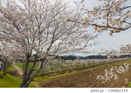 線路と桜(大分県豊後大野市) 線路と桜(大分県豊後大野市) 136062324