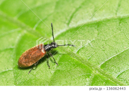 ハムシダマシ（オオメキバネハムシダマシ）（メス） 136062443