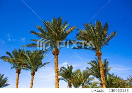 Tall Palm Trees Against a Bright Blue Sky at a Tropical Resort 136063128