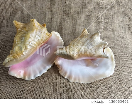 A close-up of two Strombus gigas shells against a burlap background. A close-up of beautiful texture of a sea snail shell. A king sea snail from the Caribbean. 136063491