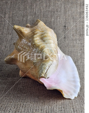 A close-up of the Strombus gigas sea snail shell against a burlap background. A close-up of the beautiful texture of a sea snail shell. King sea snail from the Caribbean. 136063492