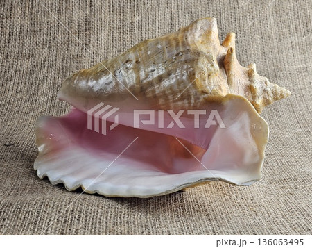 Close-up of the Strombus gigas sea snail shell against burlap background. A close-up of the beautiful texture of a sea snail shell. A king sea snail from the Caribbean. Close-up of the Strombus gigas sea snail shell against burlap background. A close-up of the beautiful texture of a sea snail shell. A king sea snail from the Caribbean. 136063495
