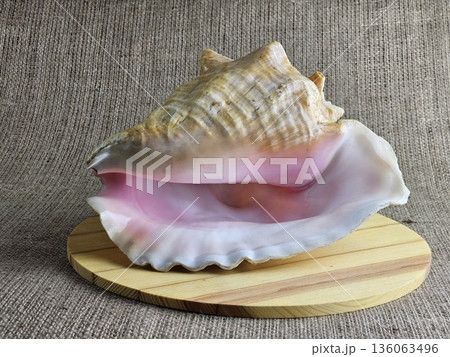 A close-up of a Strombus gigas sea snail shell on wooden stand against a burlap background. A close-up of the beautiful texture of a sea snail shell. A king sea snail from the Caribbean. 136063496