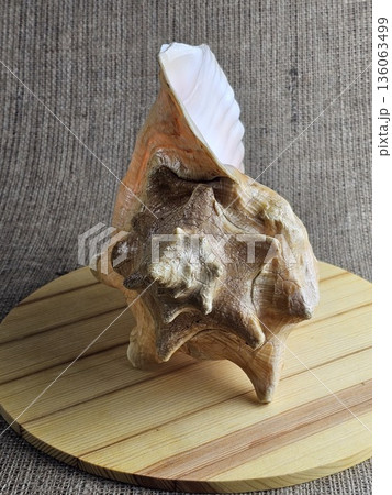 A close-up of a Strombus gigas sea snail shell on a wooden stand against a burlap background. A close-up of beautiful texture of a sea snail shell. A king sea snail from the Caribbean. 136063499