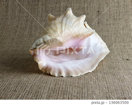 Close-up of the Strombus gigas sea snail shell against a burlap background. A close-up of the beautiful texture of a sea snail shell. A king sea snail from the Caribbean. 136063500