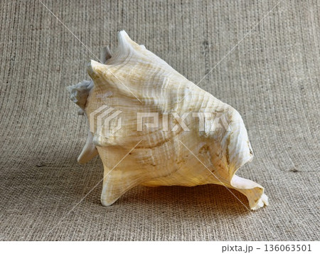 A close-up of Strombus gigas sea snail shell against a burlap background. A close-up of the beautiful texture of a sea snail shell. A king sea snail from the Caribbean. 136063501