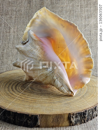 A close-up of Strombus gigas sea snail shell on a wooden stand against a burlap background. A close-up of the beautiful texture of a sea snail shell. A king sea snail from the Caribbean. 136063507