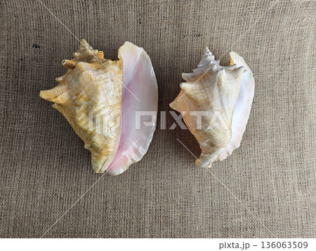 A close-up of two Strombus gigas shells against a burlap background. Close-up of the beautiful texture of a sea snail shell. A king sea snail from the Caribbean. 136063509